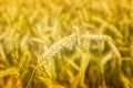 Wheat field. Ears of golden wheat close up. Background of ripening ears of meadow wheat field. Rich harvest Concept. Ads. Royalty Free Stock Photo