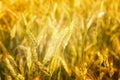 Wheat field. Ears of golden wheat close up. Background of ripening ears of meadow wheat field. Rich harvest Concept. Ads. Royalty Free Stock Photo