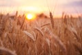 Wheat field. Ears of golden wheat close up. Beautiful Nature Sunset Landscape. Rural Scenery under Shining Sunlight. Background of Royalty Free Stock Photo