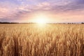 Wheat field. Ears of golden wheat close up.