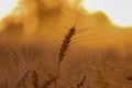 Wheat field. Ears of golden wheat close up. Beautiful Nature Sunset Landscape. Rural Scenery under Shining Sunlight.Background of Royalty Free Stock Photo