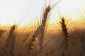 Wheat field. Ears of golden wheat close up. Beautiful Nature Sunset Landscape. Rural Scenery under Shining Sunlight. Royalty Free Stock Photo