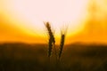 Wheat field. Ears of golden wheat close up. Beautiful Nature Sunset Landscape. Rural Scenery under Shining Sunlight. Royalty Free Stock Photo