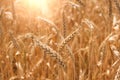 Wheat field. Ears of golden wheat close up. Beautiful Nature Sunset Landscape. Rural Scenery under Shining Sunlight. Background of Royalty Free Stock Photo
