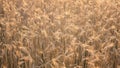 Wheat field. Ears of golden wheat close up. Beautiful Nature Sunset Landscape. Rural Scenery under Shining Sunlight. Background of