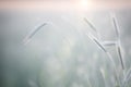 Wheat field. Ears of golden wheat close up. Beautiful Nature Sunset Landscape. Rural Scenery under Shining Sunlight. Background of Royalty Free Stock Photo