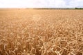 Wheat field. Ears of golden wheat close up. Rich harvest Concept