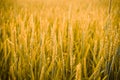 Wheat field. Ears golden wheat close up. Rich harvest Concept. Label art design Royalty Free Stock Photo