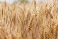 Wheat field. Ears of golden wheat close up. Royalty Free Stock Photo