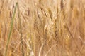 Wheat field. Ears of golden wheat close up. Royalty Free Stock Photo