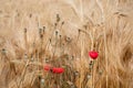 Wheat field. Ears of golden wheat close up with wild red poppies Royalty Free Stock Photo