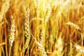 Wheat field. Ears of golden wheat. of ripening ears. Ripe cereal crop. close up agricultural image Royalty Free Stock Photo