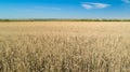 Wheat field. Ears of golden wheat . Background of ripening ears of wheat field. Rich harvest Concept Royalty Free Stock Photo