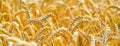 Wheat field. Ears of golden wheat. Beautiful Sunset Landscape. Background of ripening ears. Ripe cereal crop. close-up Royalty Free Stock Photo
