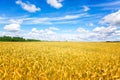 Wheat field. Ears of golden wheat close up. Background of ripening ears of meadow wheat field. Rich harvest Concept. Ads. Royalty Free Stock Photo