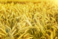 Wheat field. Ears of golden wheat close up. Background of ripening ears of meadow wheat field. Rich harvest Concept. Ads. Royalty Free Stock Photo