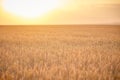 Wheat field. Ears of golden wheat close up. Beautiful Nature Sunset Landscape. Rural Scenery under Shining Sunlight Royalty Free Stock Photo