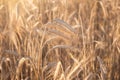 Wheat field. Ears of golden wheat close up. Beautiful Nature Sunset Landscape. Rural Scenery under Shining Sunlight. Background of