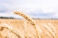 Gold wheat field blue sky Royalty Free Stock Photo