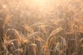 Wheat field. Ears of golden wheat close up. Beautiful Nature Sunset Landscape. Rural Scenery under Shining Sunlight. Background of