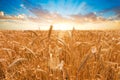 Wheat field. Ears of golden wheat close up. Beautiful Nature Sunset Landscape. Rural Scenery under Shining Sunlight. Background of Royalty Free Stock Photo