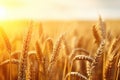 Background of ripening ears of meadow wheat field. Rich harvest Concept. Royalty Free Stock Photo