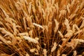 Wheat field. Ears of golden wheat close up. Royalty Free Stock Photo