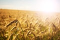 Wheat field. Ears of golden wheat close up. Beautiful Nature Sunset Landscape. Rural Scenery under Shining Sunlight