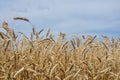 Wheat field. Ears of golden wheat close up. Ears of wheat on a background of blue sky on a sunny summer day. Background of ripenin