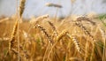 Wheat field. Ears of golden wheat close up. Rich harvest Concept.