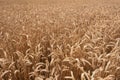 Wheat field. Ears of golden wheat close up. Rich harvest Concept