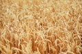 Wheat field. Ears of golden wheat close up. Royalty Free Stock Photo