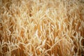 Wheat field. Ears of golden wheat close up. Royalty Free Stock Photo