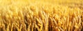 Wheat Field Ears Golden Wheat Close. Wallpaper Royalty Free Stock Photo