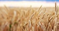 Wheat Field Ears Golden Wheat Close. Wallpaper Royalty Free Stock Photo