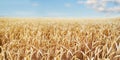 Wheat Field Ears Golden Wheat Close. Wallpaper Royalty Free Stock Photo