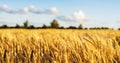 Wheat Field Ears Golden Wheat Close. Wallpaper Royalty Free Stock Photo