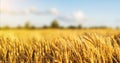 Wheat Field Ears Golden Wheat Close. Wallpaper Royalty Free Stock Photo