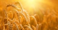 Wheat field. Ears of golden wheat closeup