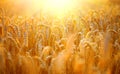 Wheat field. Ears of golden wheat closeup