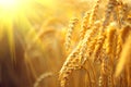 Wheat field. Ears of golden wheat