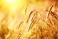 Wheat field. Ears of golden wheat closeup