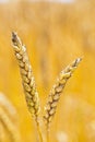 Wheat in a field Royalty Free Stock Photo