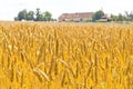 Wheat in a field Royalty Free Stock Photo
