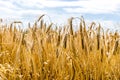 Wheat field, ears