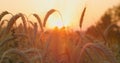 Wheat field, ears of wheat swaying in slow motion, gentle wind, close-up. Healthy ripe spikelets at summer evening. Fertile soil, Royalty Free Stock Photo