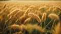 Wheat field, ears of wheat illuminated by sunlight. Generative AI