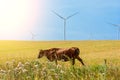 Wheat field and eco power, wind turbines