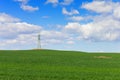 Wheat field and electricity pylon