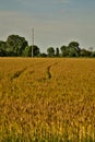 Wheat field with electricity pylons in summer at sunset Royalty Free Stock Photo